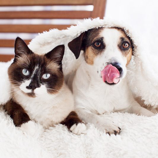 friends-pets-lie-together-under-a-white-blanket-d-2021-11-24-19-31-05-utc