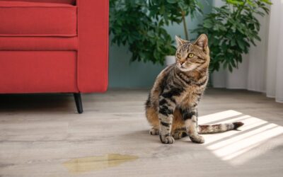 🐱 Seguros para gatos que marcan territorio: qué debes saber
